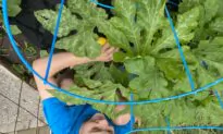 Harvest to Help: Gardeners Who Donate Extra Produce