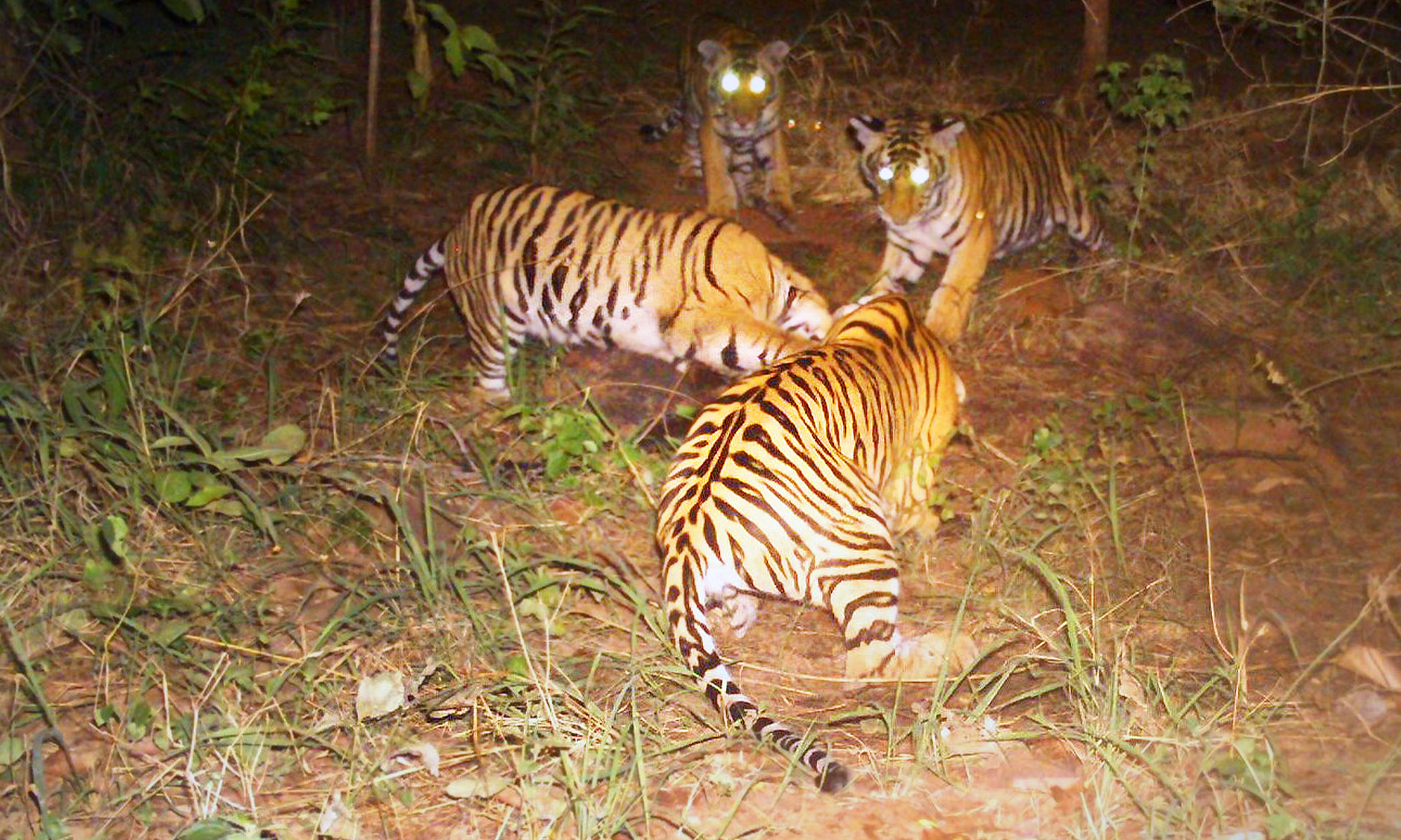 Tiger father breaks stereotype by caring for 4 cubs after mom's death,  surprises experts