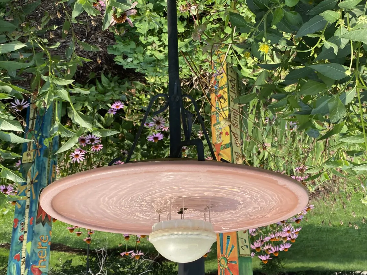 Wild Bird ‘Toys’ That Keep Birds Coming Back