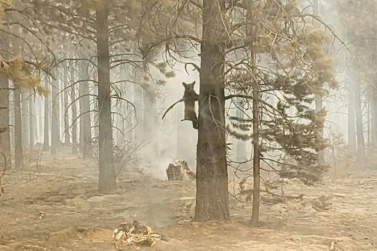 A bear cub clings to a tree after being spotted by a safety officer at the Bootleg Fire in southern Oregon, Sunday, on July 18, 2021. (Bryan Daniels/Bootleg Fire Incident Command via AP)