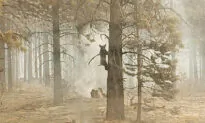 Western Wildfires: California Blaze Crosses Into Nevada