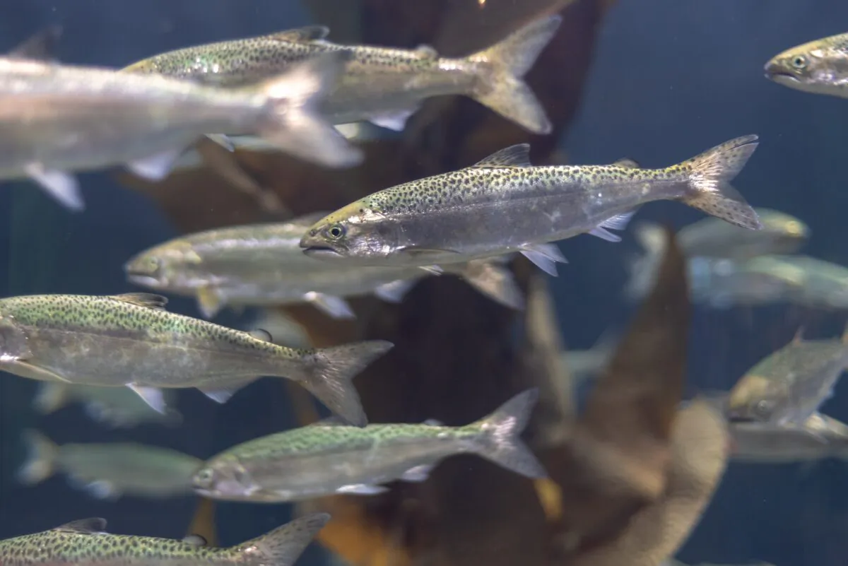 Salmon in an aquarium. (Vlad Vasnetsov / Pixabay)