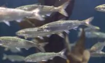 Union Pushes Back Against Environment Group’s Claims Against Tasmania’s Salmon Industry