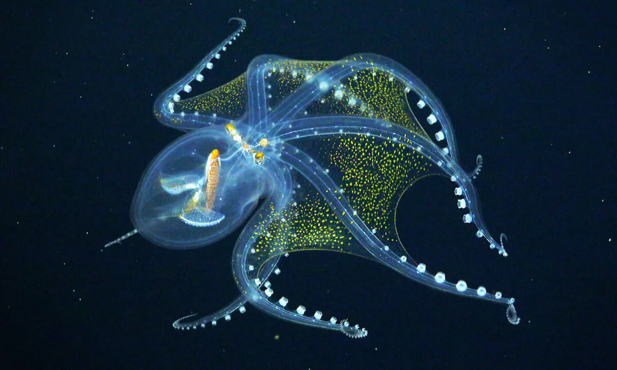 (Courtesy of Schmidt Ocean Institute)