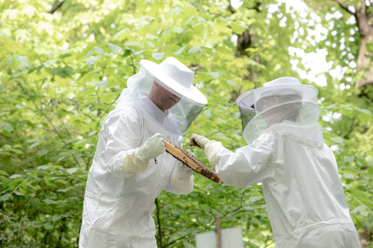There are about 2.71 million managed bee colonies in the United States. USDA NASS, 2021. (Eve Maier/Unsplash)