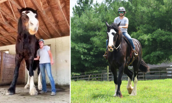 Meet Phantom: One of the World's Tallest Horses That Outgrew His Owner's Stables