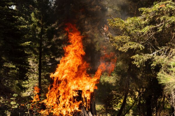tree-stump-engulfed-in-flames