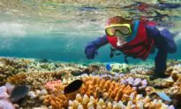 $1 Billion Election Pledge to Protect Great Barrier Reef