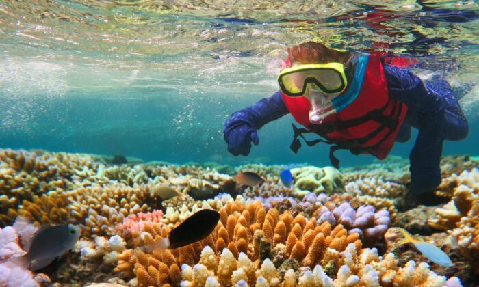 Snorkeling on the Great Barrier Reef along the Queensland coast in Australia. (Adobe Stock)