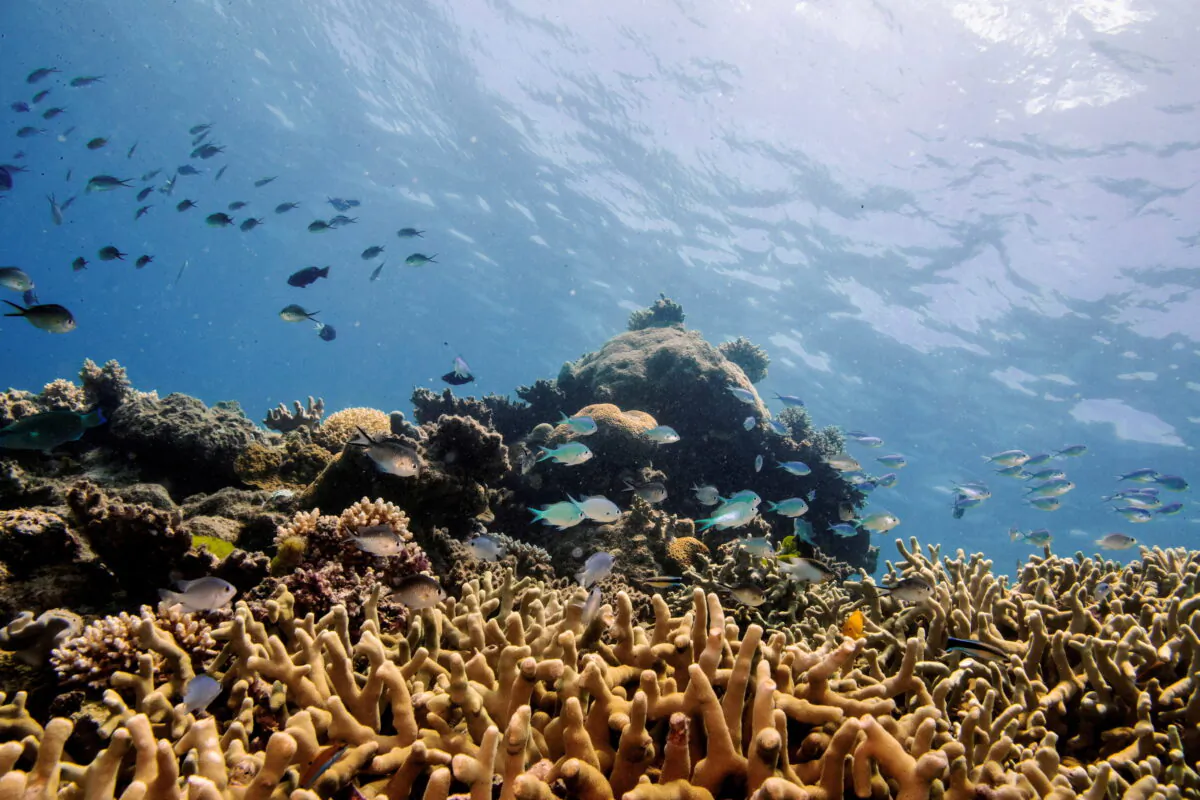 Assorted reef fish swim above a staghorn coral colony as it grows on the Great Barrier Reef off the coast of Cairns, Australia, on Oct. 25, 2019. (Lucas Jackson/Reuters)