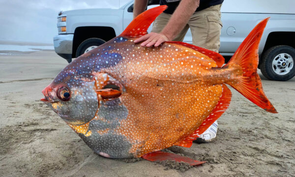 Beach Volunteer Finds Massive 100-Pound Moonfish Washed Up in Oregon—and the Photos Go Viral