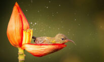 Photographer Snaps Fairytale-Like Scene of Female Sunbird Taking Bath in Dew-Filled Flower Petal