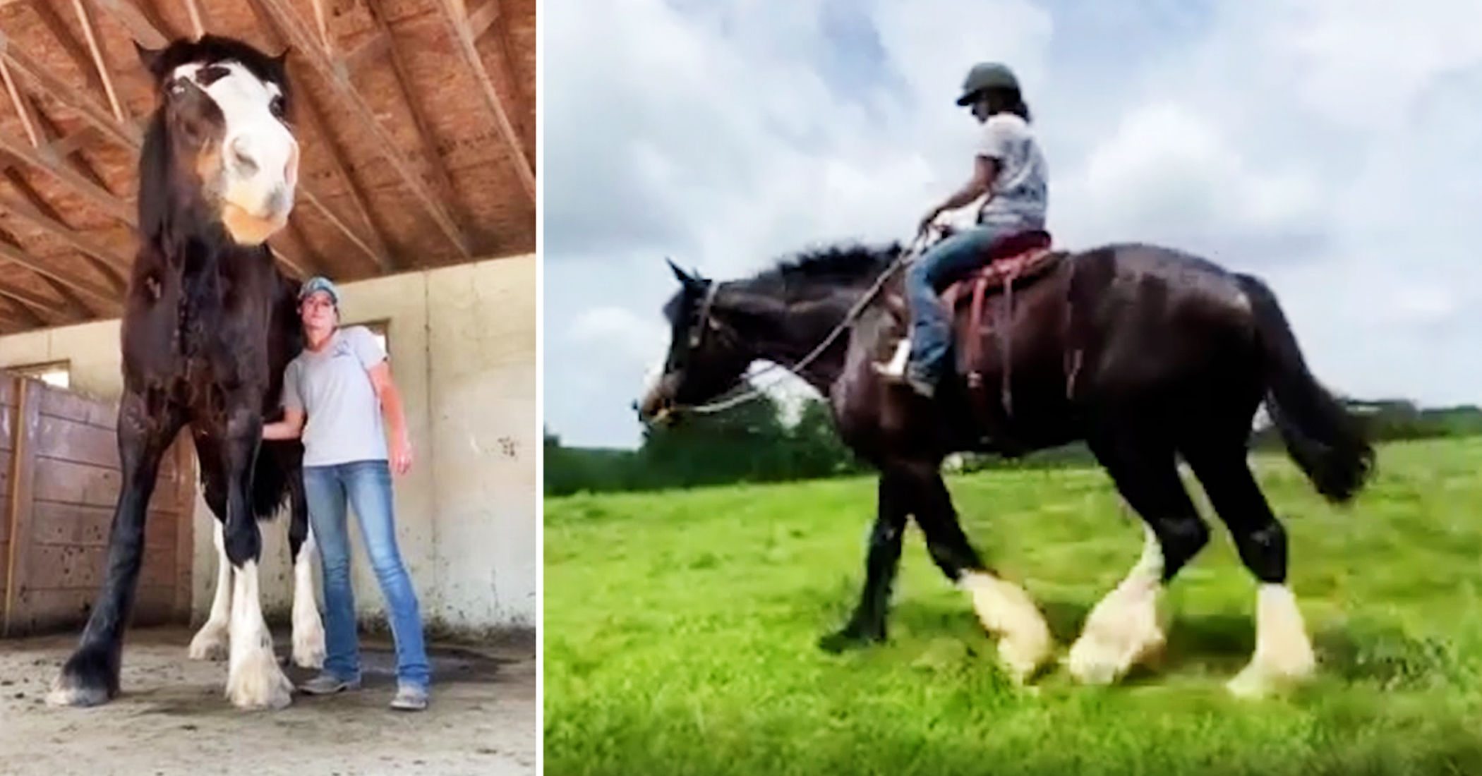 Meet Phantom One of the World’s Tallest Horses That Outgrew His Owner