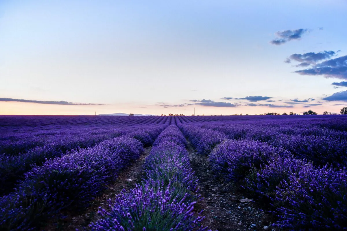 Lavender is prized for its deep purple color and highly fragranced blooms. It makes a wonderful addition to any garden. (Samir Belhamra/Pexels)