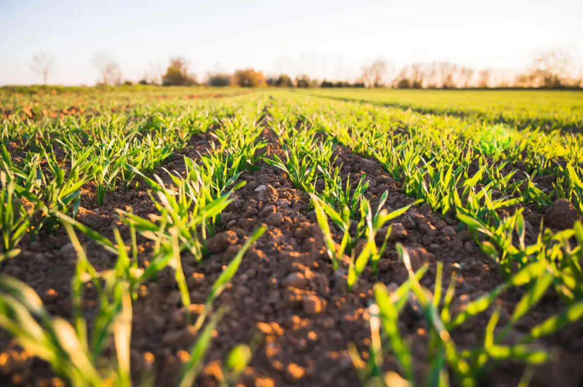Food production is increasing almost every year, according to U.N. data. (Jan Kopřiva/Unsplash)