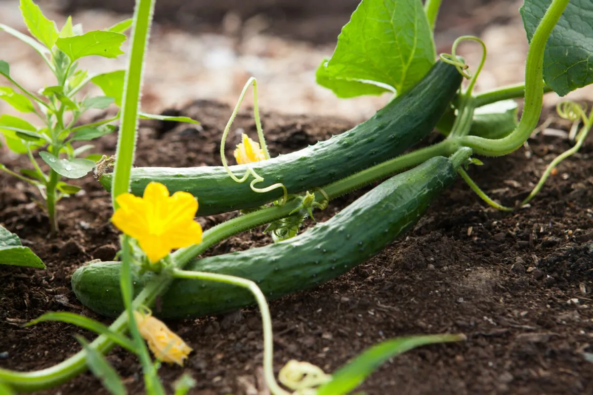 From yard to your table, the value knowing how you foodstuffs were grown, and knowing they are herbicide and pesticide free is priceless. (Kelly Neil/Unsplash)