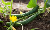 Tips for a Thriving Organic Garden