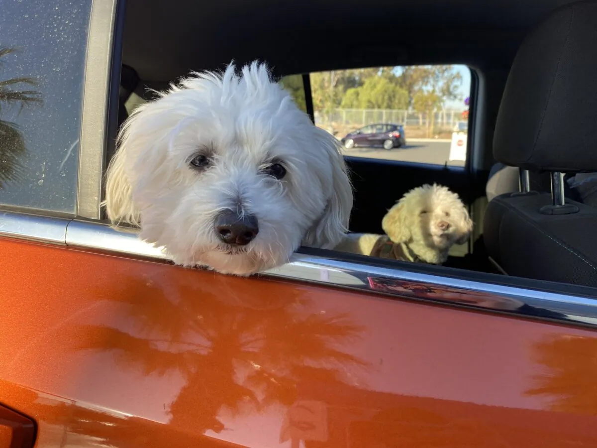 Dogs participate in an OC Animal Shelter pet food drive-thru. (Courtesy of the OC Animal Shelter)