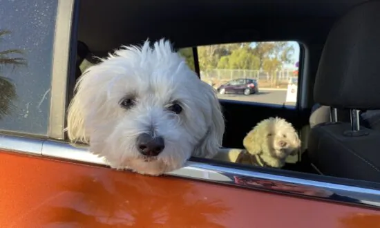 OC Animal Care Troubled by High Euthanasia Rates, Poor Leadership: Grand Jury Report