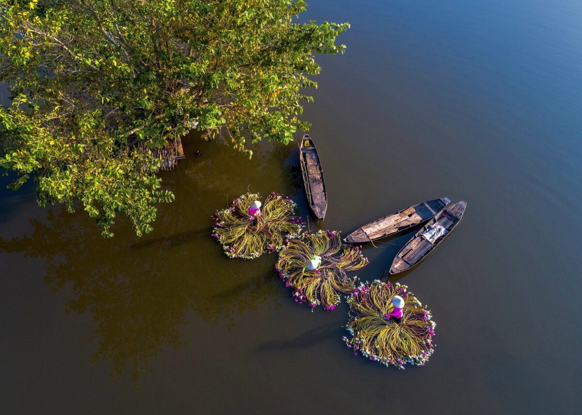 Stunning Photos Capture Women Harvesting Waterlilies From Vietnam’s