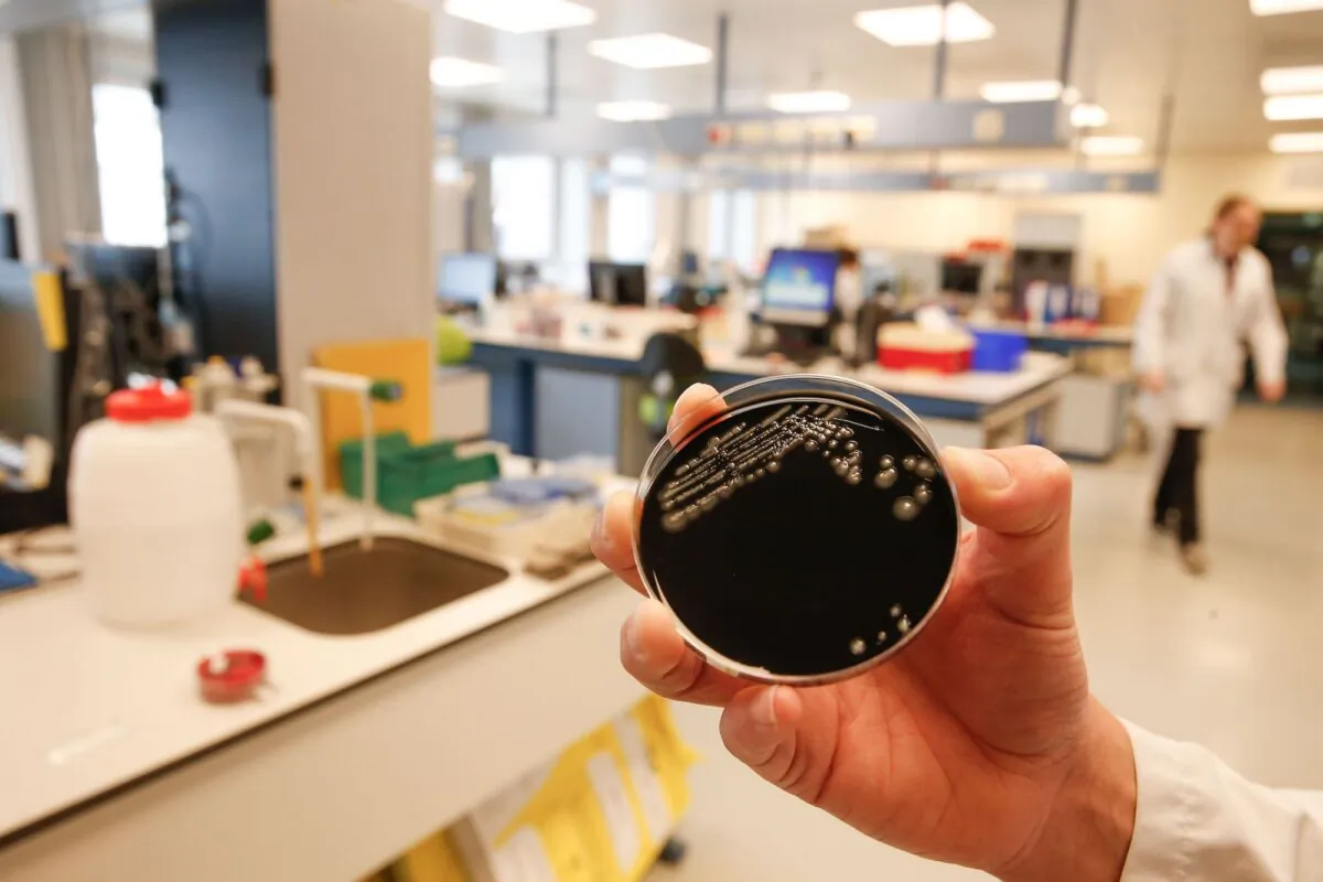 A culture of the Legionella bacteria is seen at a hospital in Ghent, Belgium, on May 17, 2019. (Nicolas Maeterlinck/AFP/Getty Images)