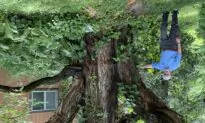Choosing old, new trees for your lawn