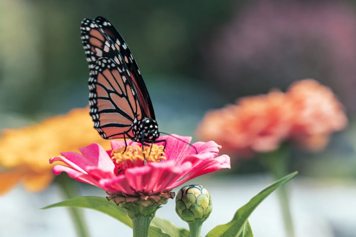 Butterflies might not have a "nose" but they rely on smell alot. (Amy Lynn Grover/Unsplash)