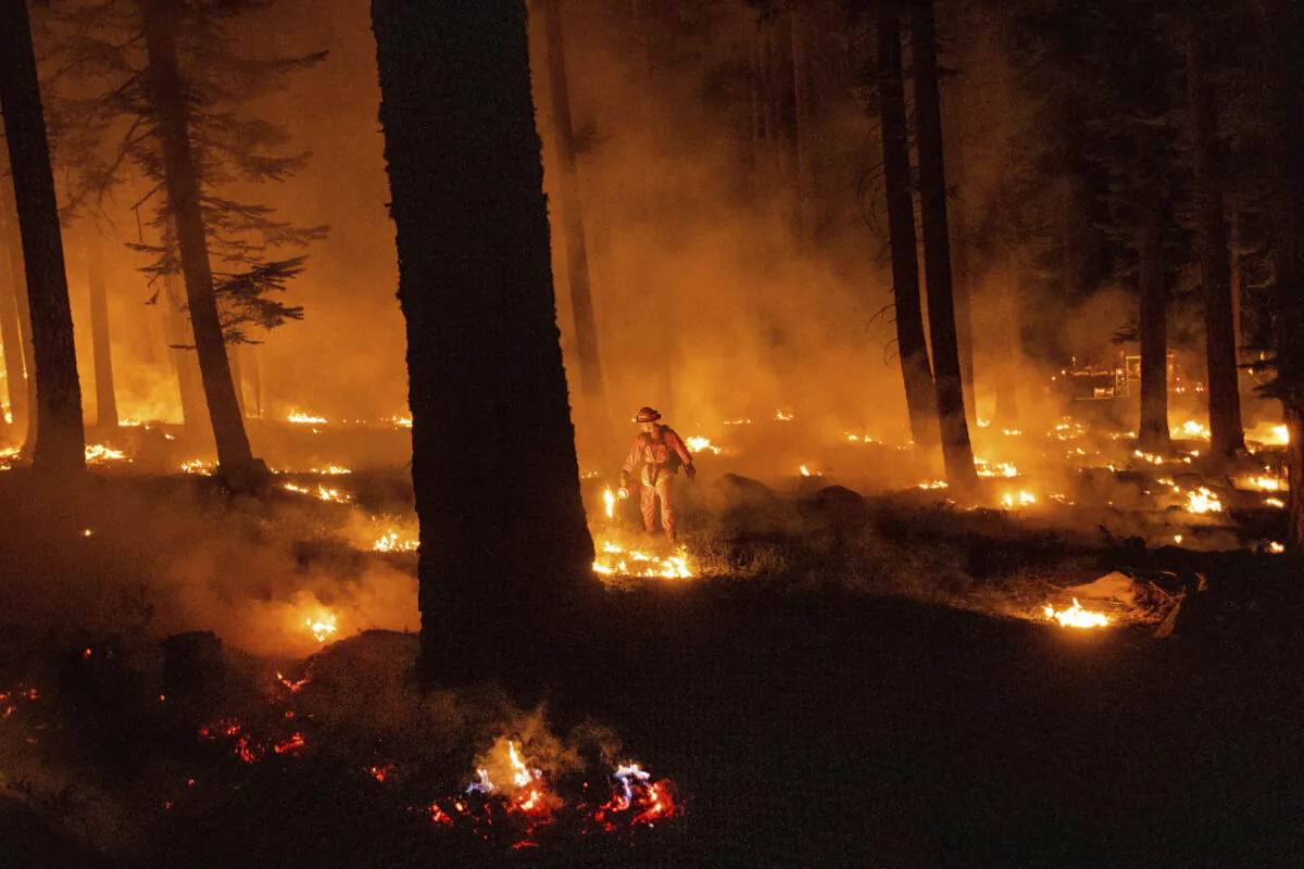 A firefighter uses a drip torch to ignite vegetation while trying to stop the Dixie Fire from spreading in Lassen National Forest, Calif., on July 26, 2021. (Noah Berger/AP Photo)