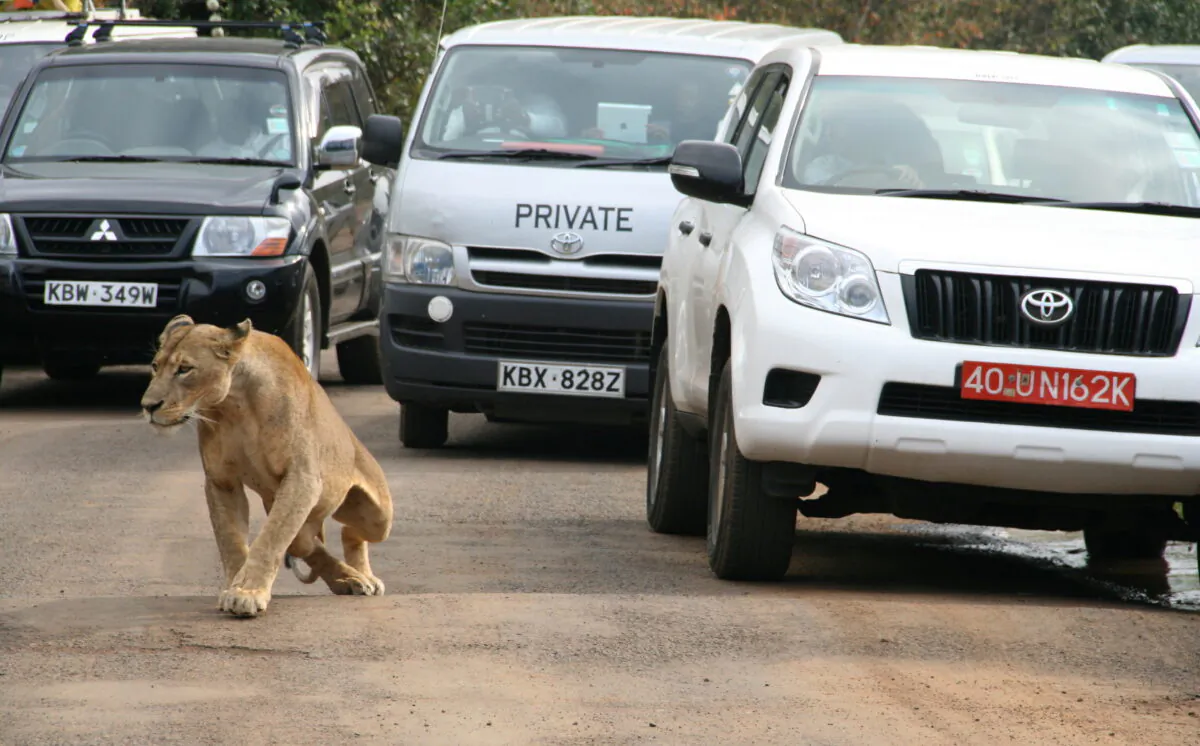A lioness walks along a road as visitors sit in their vehicles at Nairobi's National Park in Kenya's capital Nairobi, on July 12, 2014. (Edmund Blair/Reuters)