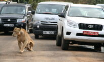 Kenyan Wildlife Authorities Capture Lion in Residential Area Outside Capital