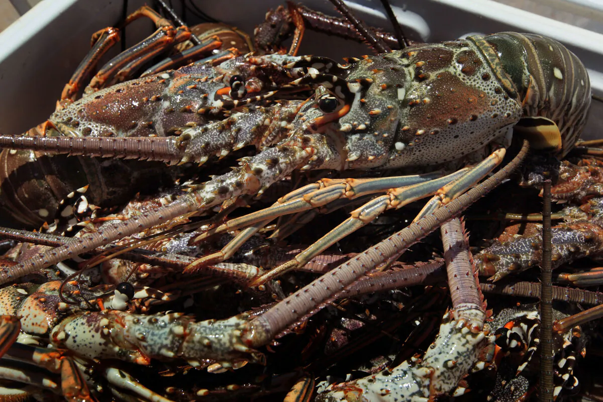 Lobsters are seen in Miami, Fla., on July 28, 2010. (Joe Raedle/Getty Images)