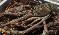 1 Dead, 1 Injured in Florida’s Two-Day Lobster Miniseason
