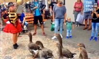 Disciplined Geese Marching in a Band