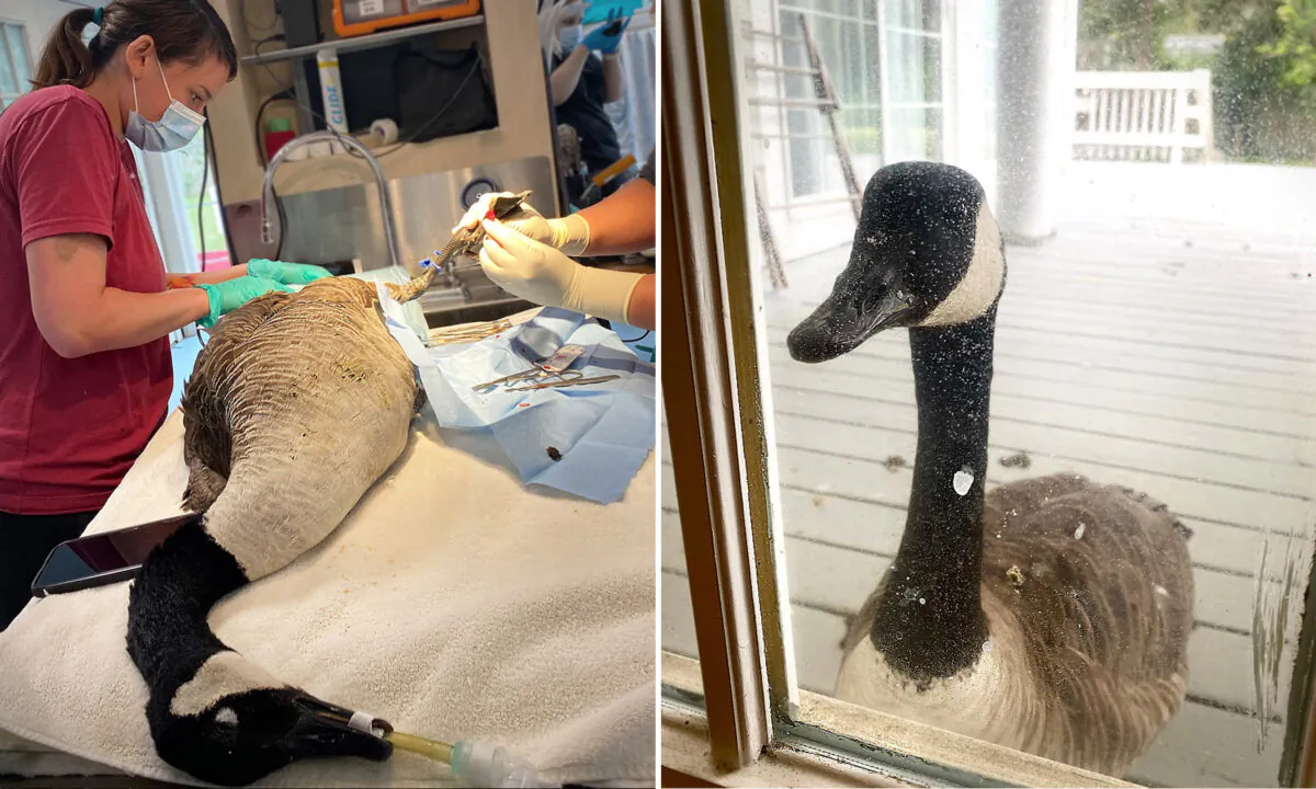 (Courtesy of New England Wildlife Center and Cape Wildlife Center)