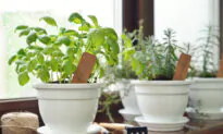 7 Ways to Get Rid of Flies in the House