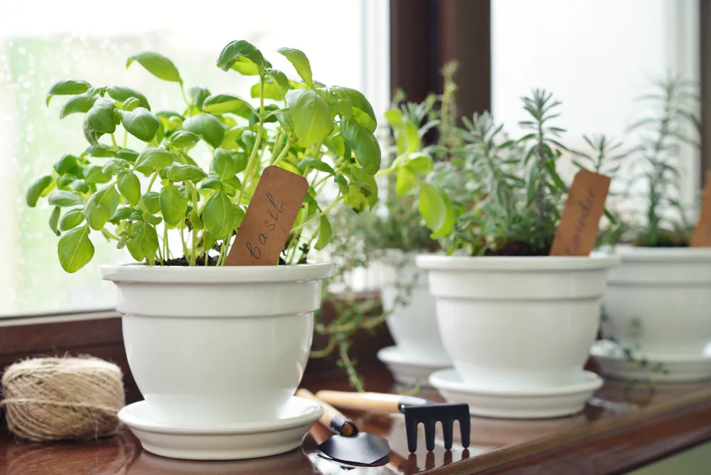 Mint, lavender, and basil plants set on windowsills do a great job of repelling flies. (mama_mia/Shutterstock)