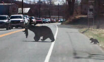 Video: Patient Motorists Wait as Mama Bear Struggles to Cross Road With 4 Unruly Cubs