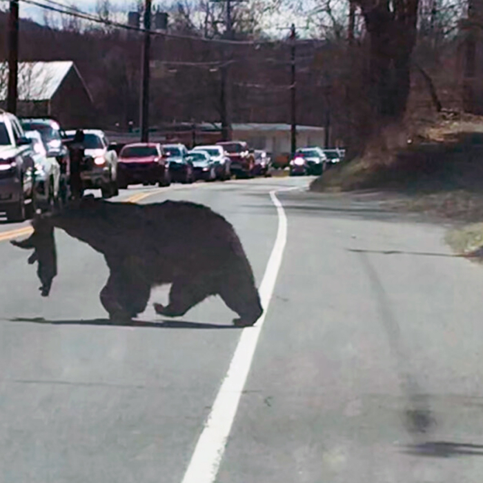 Busy Porn Bulky Bear - Video: Patient Motorists Wait as Mama Bear Struggles to Cross Road With 4  Unruly Cubs | The Epoch Times