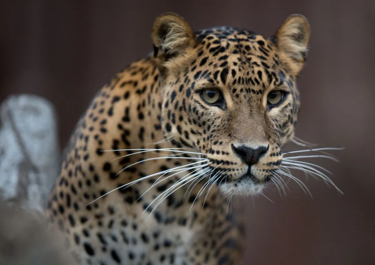 File photo of a Jaguar. (Joe Klamar/AFP via Getty Images)