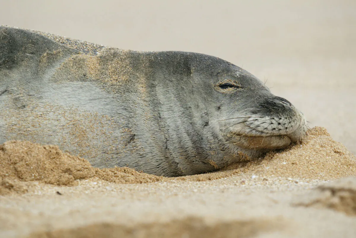 File photo of an endangered Hawaiian monk seal. (Phil Mislinski/Getty Images)