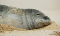 Tourists Fined $500 for Touching Hawaiian Monk Seals