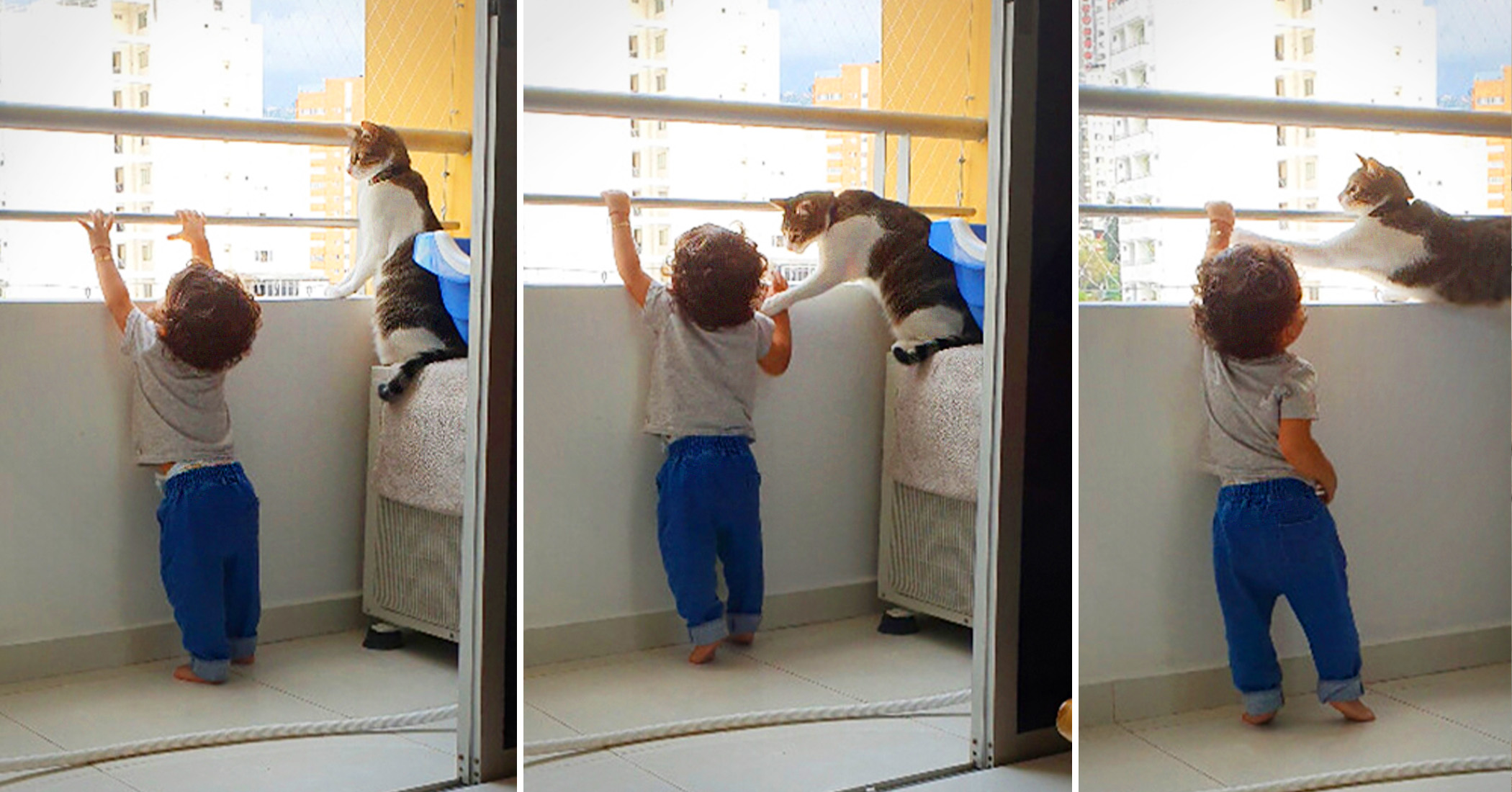 VIDEO QuickThinking Family Cat Sees Toddler Reach for HighRise