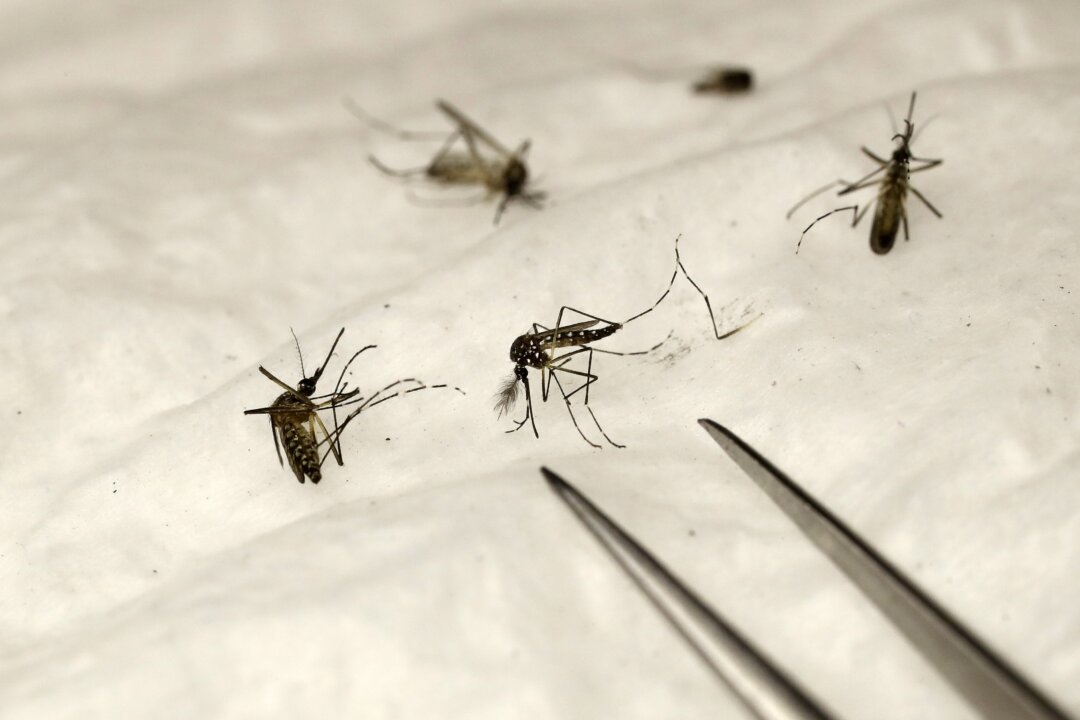 Mosquitoes in a file image. (Patrick Kovarik/AFP via Getty Images)
