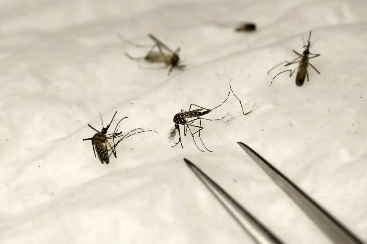 Mosquitoes in a file image. (Patrick Kovarik/AFP via Getty Images)