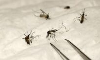 Two Aussies Die In Escalating Encephalitis Outbreak Spread By Mosquitos