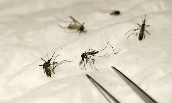 ‘Significant Surge’ in Mosquitoes Carrying West Nile Virus Sparks Concern in Nevada