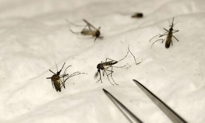 A picture taken on March 30, 2017 shows mosquitoes at the insectarium of The Institut Pasteur, a private non-profit foundation in Paris, whose mission is to help prevent and treat diseases.
Mosquitoes are reared at The Institut Pasteur to study how some diseases, like the Dengue or the malaria, are transmitted to humans by infected mosquitoes. / AFP PHOTO / PATRICK KOVARIK        (Photo credit should read PATRICK KOVARIK/AFP via Getty Images)