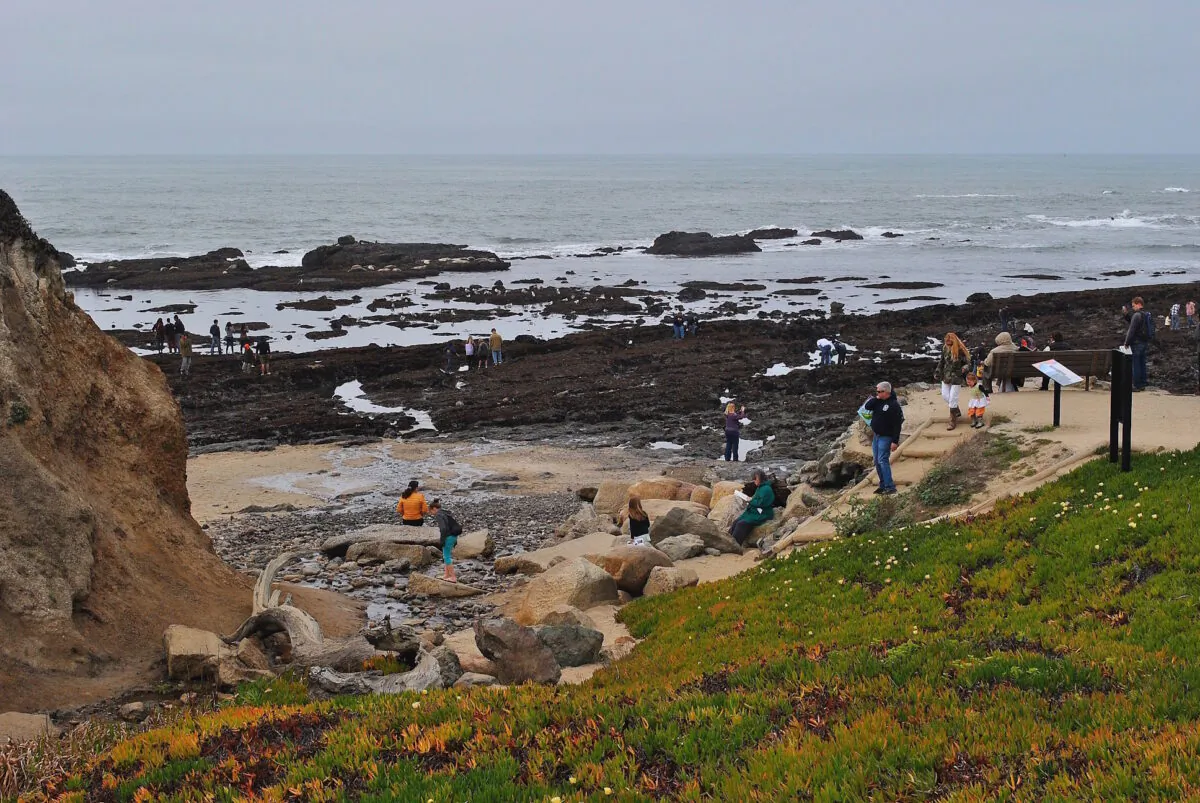 The Fitzgerald Marine Reserve. (Courtesy of Karen Gough)