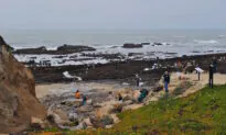 Tide Pools, Seascapes, and a Fairy-Tale Grove