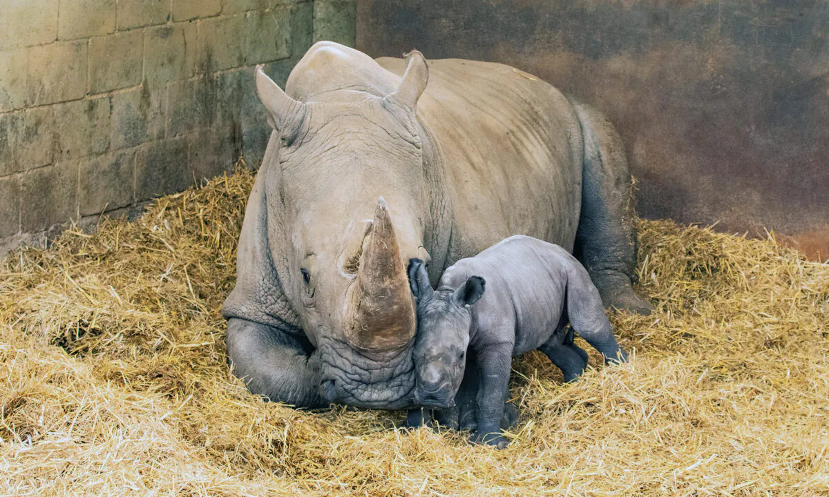 (Courtesy of ZSL Whipsnade Zoo)